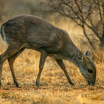 Duiker Blue