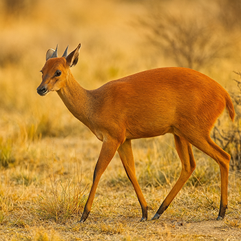 Duiker red