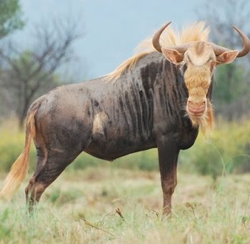 Kings Widebeest