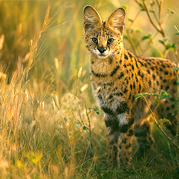 Serval Cat