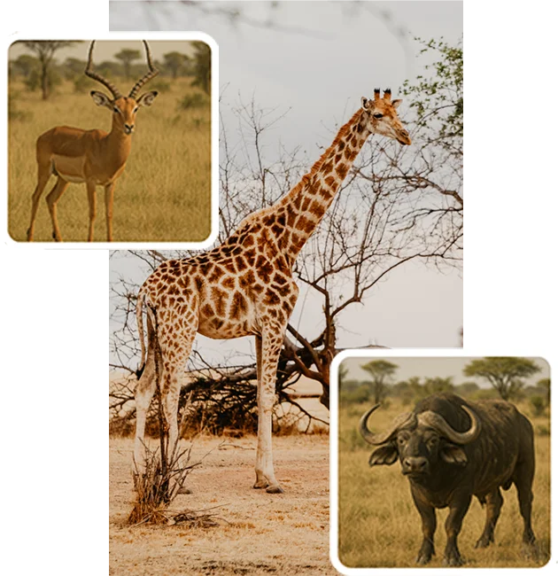 Shakawe impala, giraffe buffalo in bush