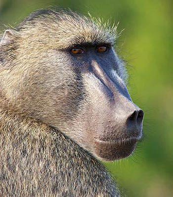 baboon