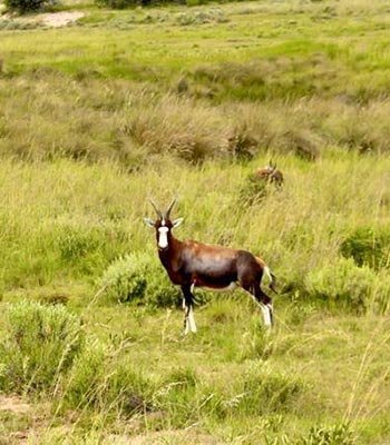 blesbuck common