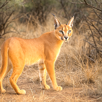 caracal