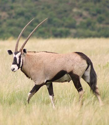 gemsbuck oryx