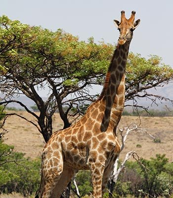 giraffe
