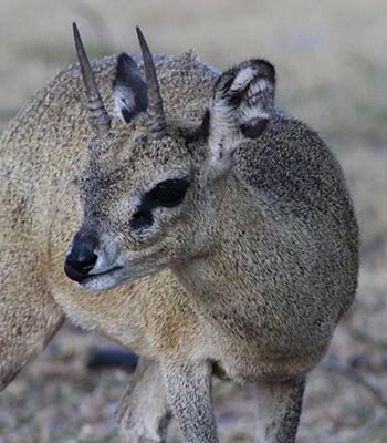 klipspringer