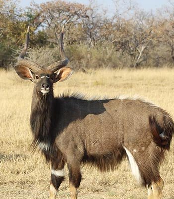 nyala