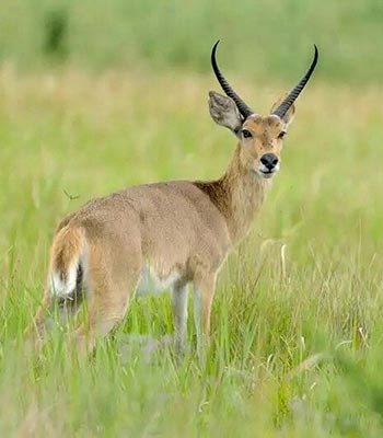 reedbuck common