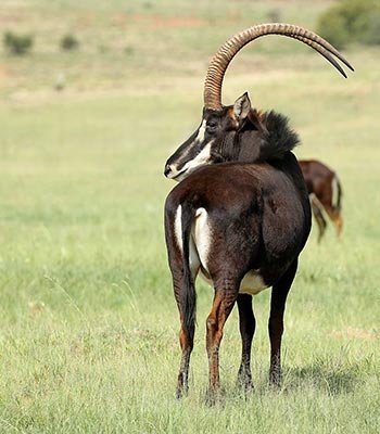 sable