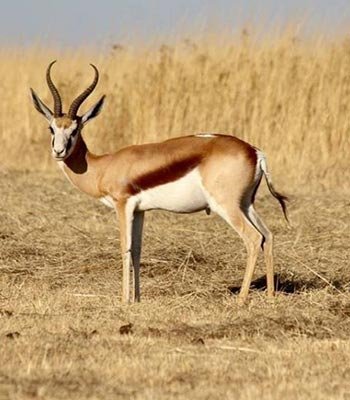 springbuck common
