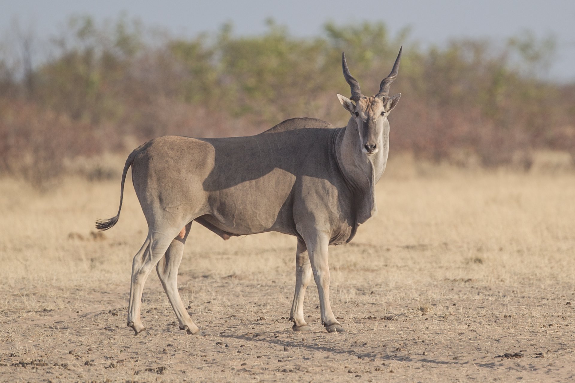 taurotragus_oryx_ 