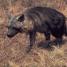 brown hyena e1762605966526