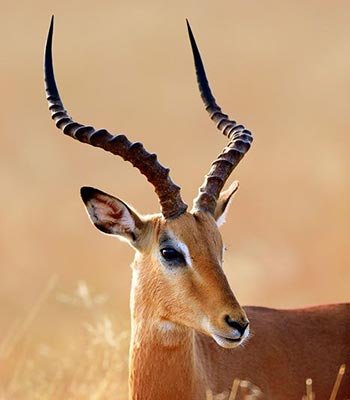 impala