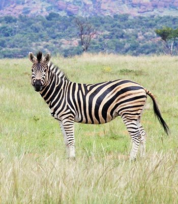 Burchell Zebra