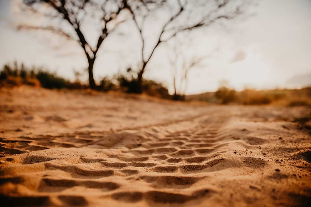 Plains Game Hunting image of track