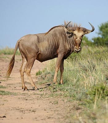 golden-wildebeest