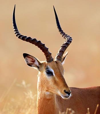 impala