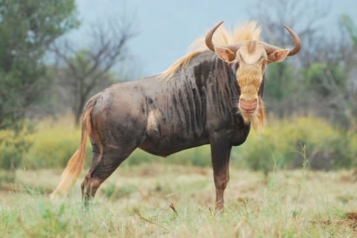 Kings Widebeest